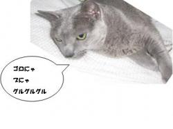 neko.JPG